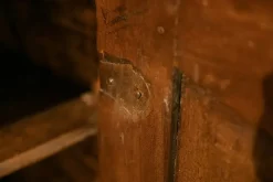 Credenza in noce con un ribasso esclusivo