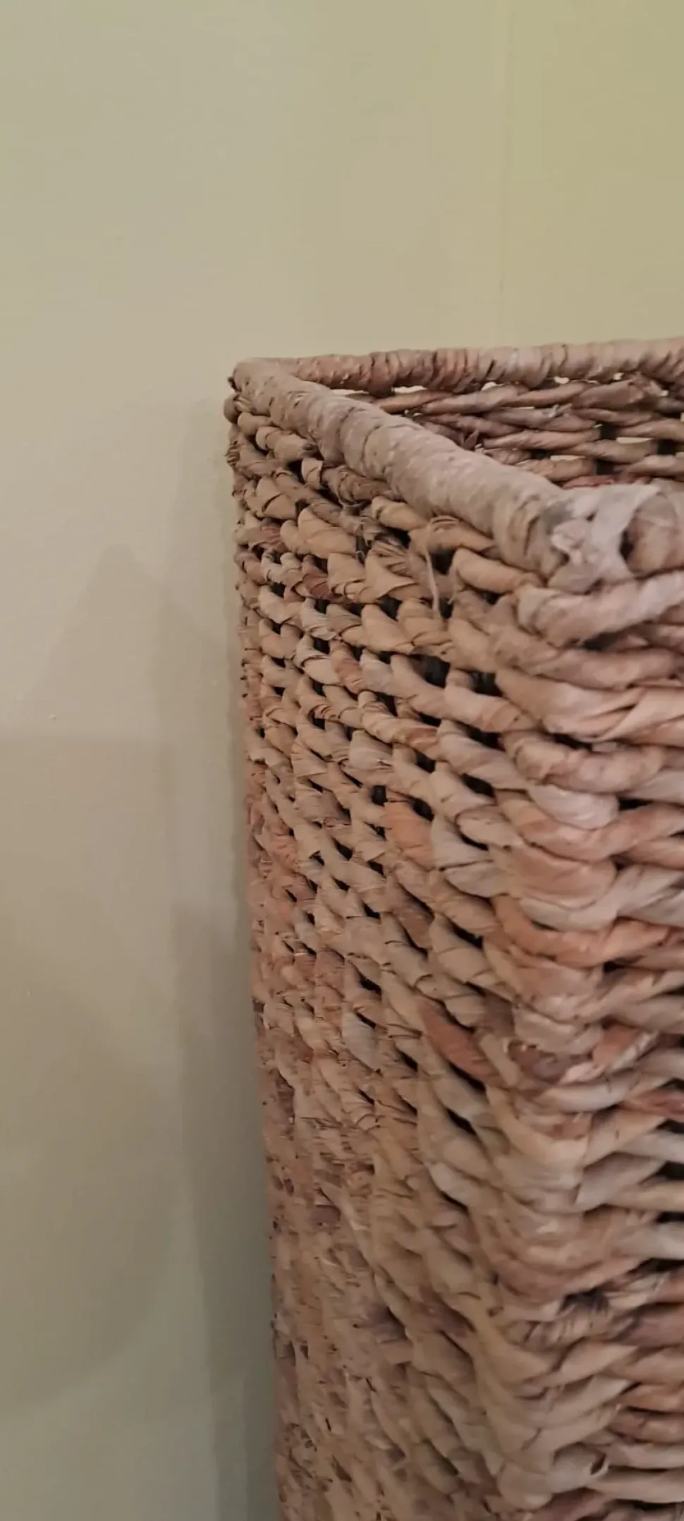 Da terra Piantana banano &tradition con uno sconto esclusivo