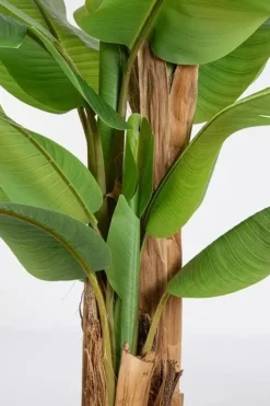 Oggettistica design Pianta banano di Bizzotto scontata del 30%